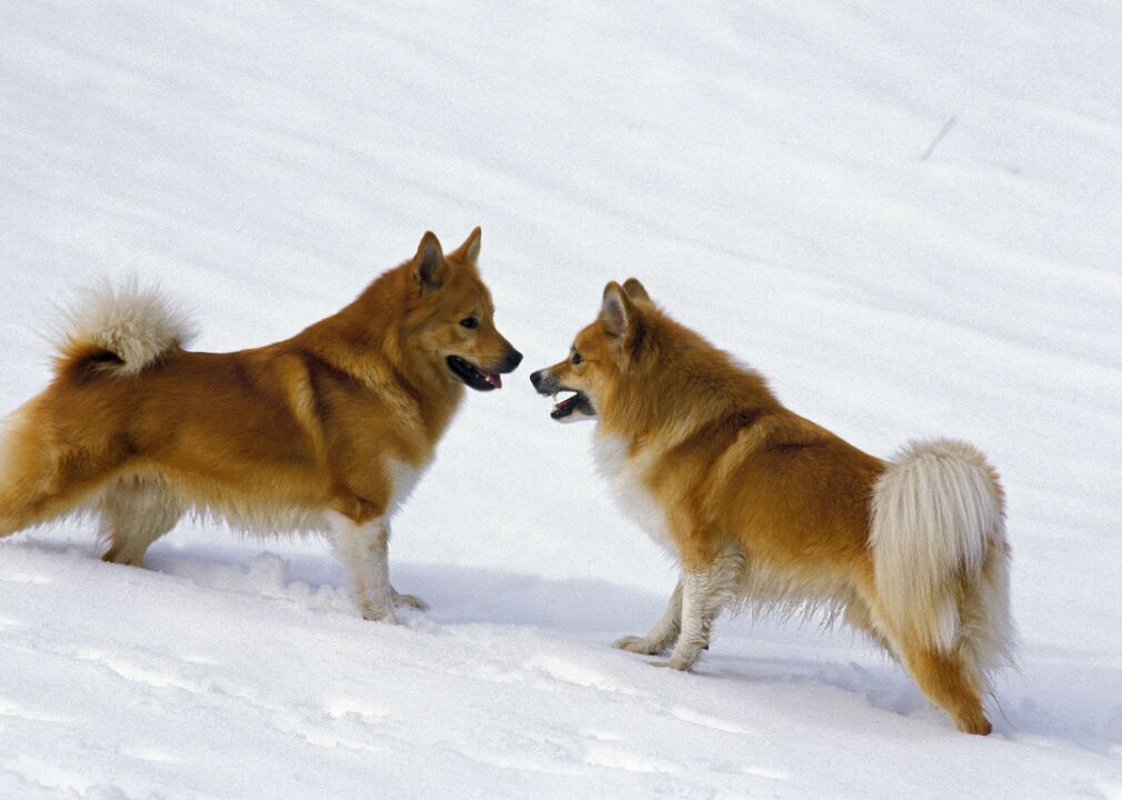 #60. Icelandic sheepdog